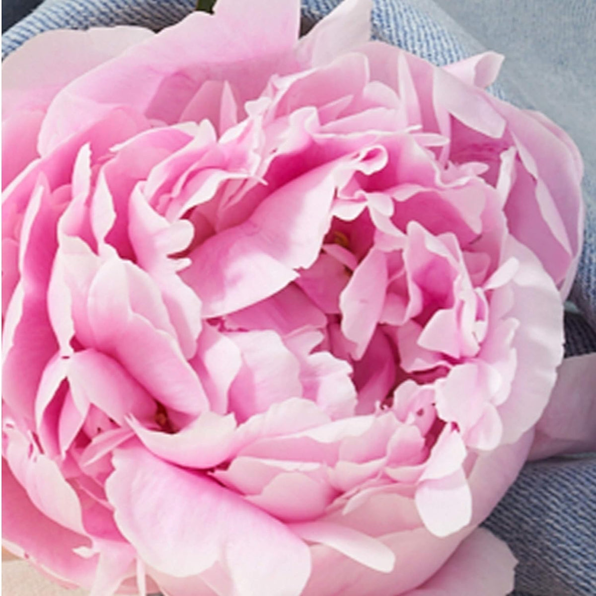 Lucky Brand Lucky You para mujer set de regalo | Eau de toilette cítrico floral fresco para mujer. Perfume con notas de pomelo rojo rubí, sándalo cremoso y peonía.